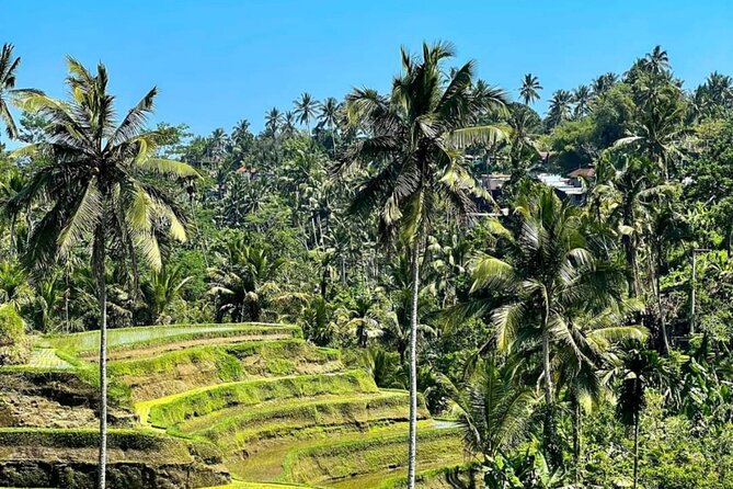 Welcome Pickups Bali Transfer - Who this Bali arrival transfer suits best
