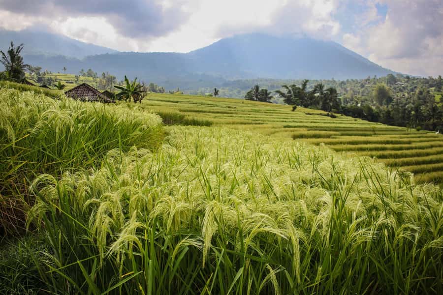 West Bali: Jatiluwih Rice Terrace and Tanah Lot Sunset Tour - Timing reality check: when a packed day can feel a bit rushed
