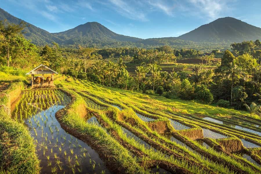 West Bali: Jatiluwih Rice Terrace and Tanah Lot Sunset Tour - Jatiluwih rice terraces: trekking through working paddies, not just watching