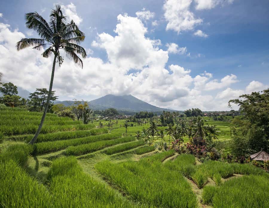 West Bali: Jatiluwih Rice Terrace and Tanah Lot Sunset Tour - Batukaru Temple on the mountain edge: serenity and misty forest air