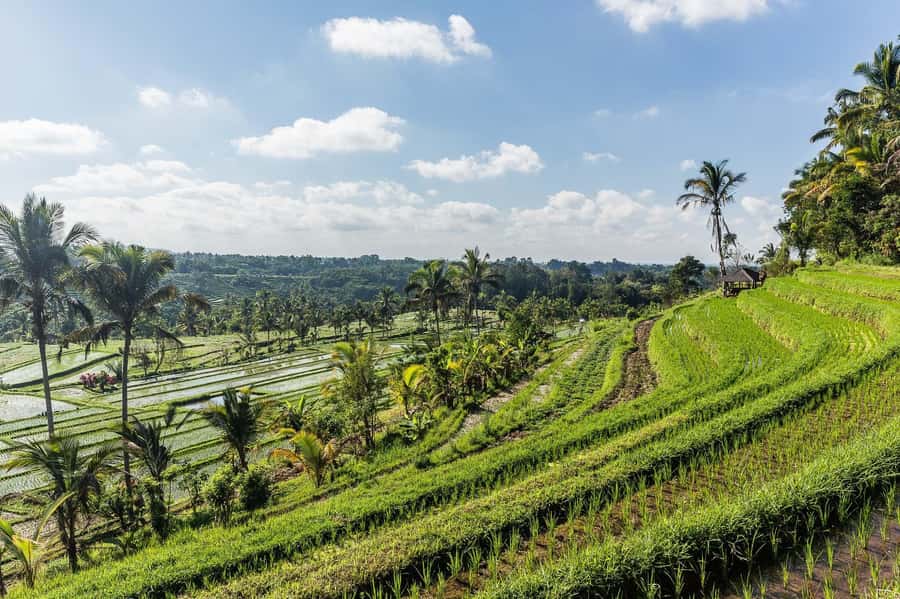 West Bali: Jatiluwih Rice Terrace and Tanah Lot Sunset Tour - Value and pricing: is $30 really enough for this route?