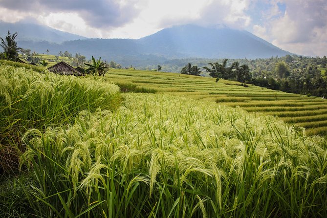 West Bali Tour: Taman Ayun, Ulun Danu Beratan, Jatiluwih Rice Terrace, Tanah Lot - Ulun Danu Bratan Temple: Lakeside Views and a Cooler Pace