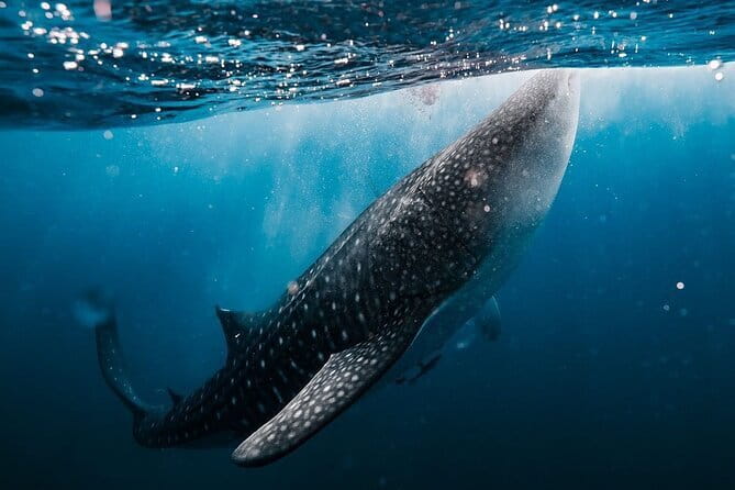 Whale Shark Adventure 2 Days 1 Night Sharing Trip - Key things I’d mark on your map