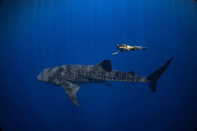 Whale Shark Adventure 2 Days 1 Night Sharing Trip - The 2-day rhythm: port hopping on day one, Begog boat on day two