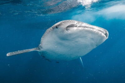 Whale Shark Adventure 2 Days 1 Night Sharing Trip - Day 1 in plain terms: Lombok meet-up, Kayangan Port, Pototano Harbour