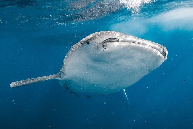 Whale Shark Adventure 2 Days 1 Night Sharing Trip - Day 1 in plain terms: Lombok meet-up, Kayangan Port, Pototano Harbour