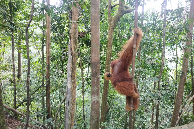Wonderful 7 Days North Sumatra Tour (Include: 2 Days 1 Night Jungle Trekking) - Medan to Bukit Lawang: the quiet start that matters