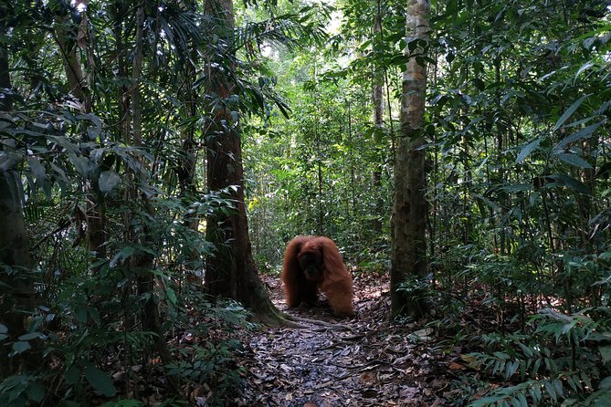 Wonderful 7 Days North Sumatra Tour (Include: 2 Days 1 Night Jungle Trekking) - Samosir Island culture circuit: Batak Museum, dancing, and Ulos weaving
