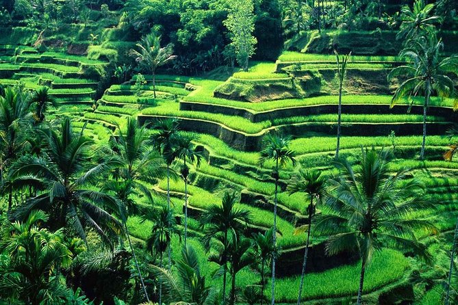 Wonderful Of Ubud Tours - Sacred Monkey Forest Sanctuary: Macaques and a Nutmeg Forest Walk