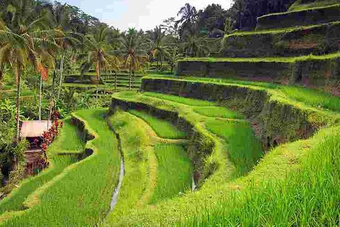 Wonderful Of Ubud Tours - Goa Gajah (Elephant Cave): A Temple Stop That Adds Context