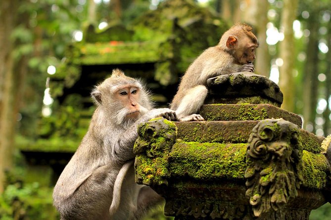 Wonderful Of Ubud Tours - Tegenungan Waterfall: Two Hours to Reset and Take in the Panoramic Views