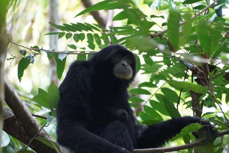 Wonderfull Orangutan Sumatera Jungle Trekking and tour - Key Highlights You’ll Actually Notice