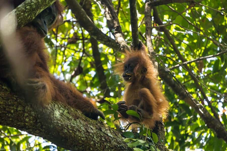 Wonderfull Orangutan Sumatera Jungle Trekking and tour - Gunung Leuser Trek: Why This Feels More Like Forest Time Than a Tour