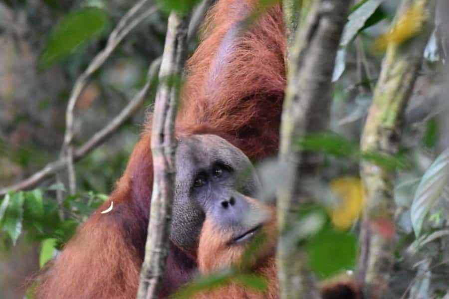Wonderfull Orangutan Sumatera Jungle Trekking and tour - Meals and Breaks: Fuel That Keeps the Trek Enjoyable