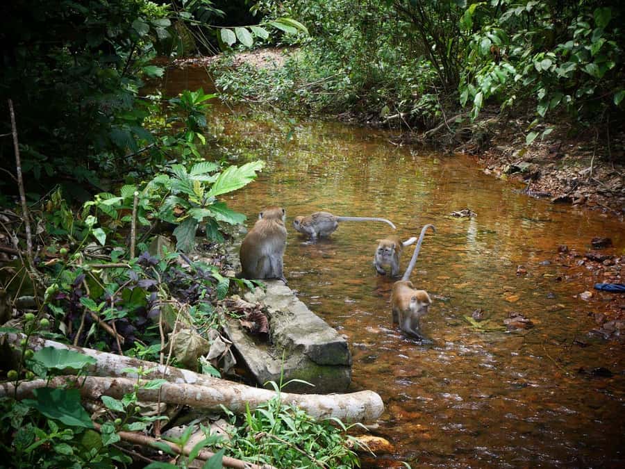 Wonderfull Orangutan Sumatera Jungle Trekking and tour - Price and Value: Why $77 Can Make Sense Here