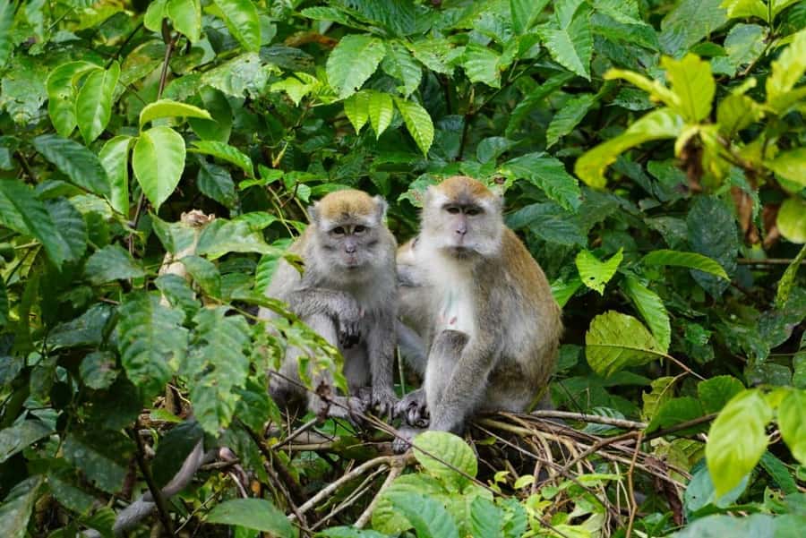 Wonderfull Orangutan Sumatera Jungle Trekking and tour - Certified English-Speaking Guides, Plus a Pace That Works