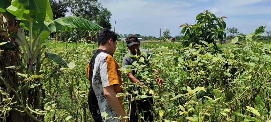 Yogyakarta: Cooking Class with Market Visit and Hotel Pickup - A Half-Day Cooking Adventure That Starts Where Food Begins