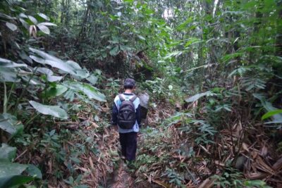 Yogyakarta Countryside Walking Tour - The walk itself: agroforestry, forest paths, and plant stories