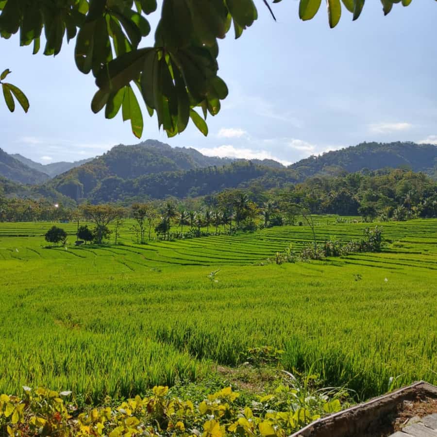 Yogyakarta: Hidden Paradise of Yogyakarta Waterfall & Swim - The Menoreh Hills Viewpoint: A Quick Pause That Changes How the Day Feels