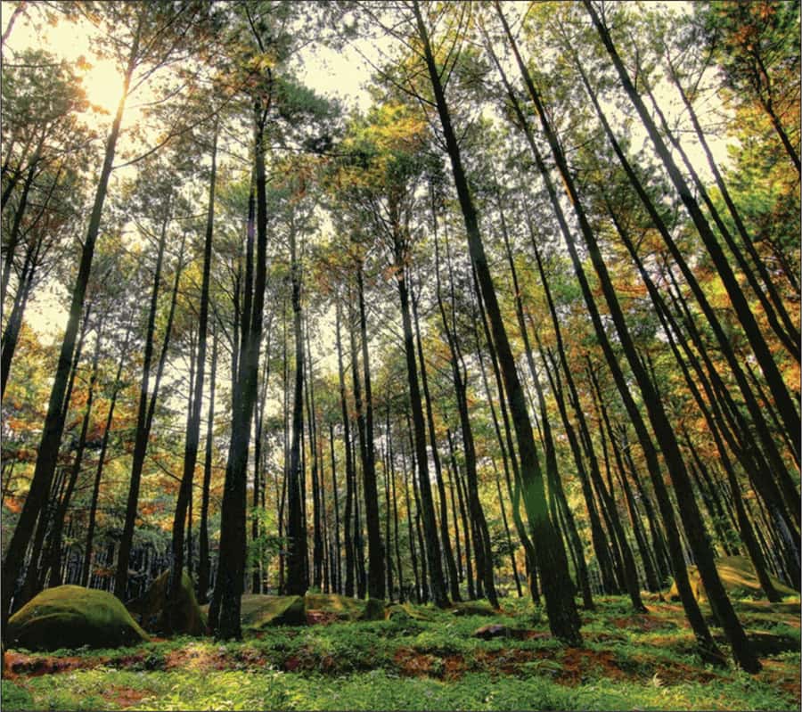 Yogyakarta: Jurang Tembelan, Pine Forest, and Timang Beach - Price and Value: What You’re Actually Paying For