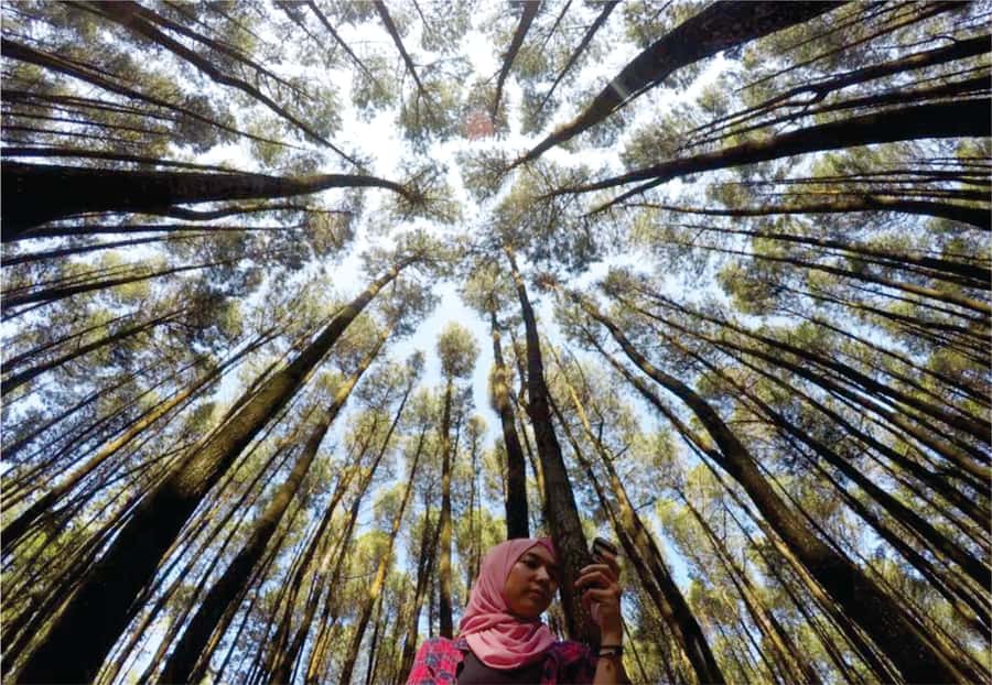 Yogyakarta: Jurang Tembelan, Pine Forest, and Timang Beach - What to Budget Besides the Tour