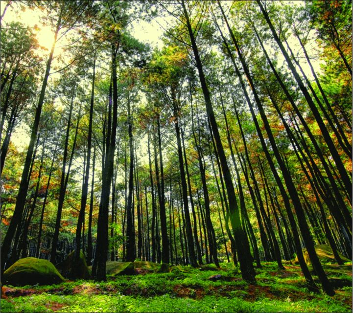Yogyakarta: Jurang Tembelan, Pine Forest, and Timang Beach - Should You Book Jurang Tembelan, Pine Forest, and Timang Beach?
