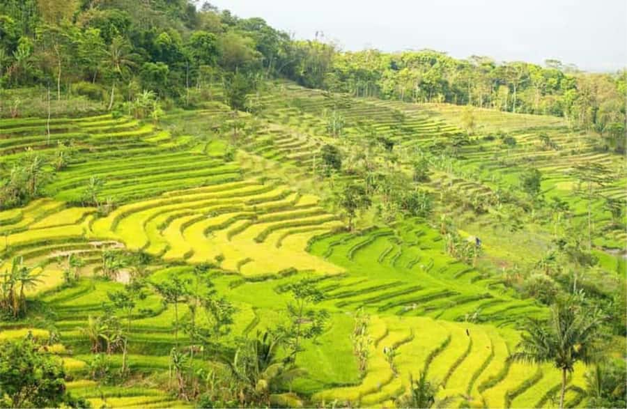 YOGYAKARTA; KEDUNG KAYANG WATERFALL AND SELOGRIYO TEMPLE. - Practical Tips to Make the Day Smoother