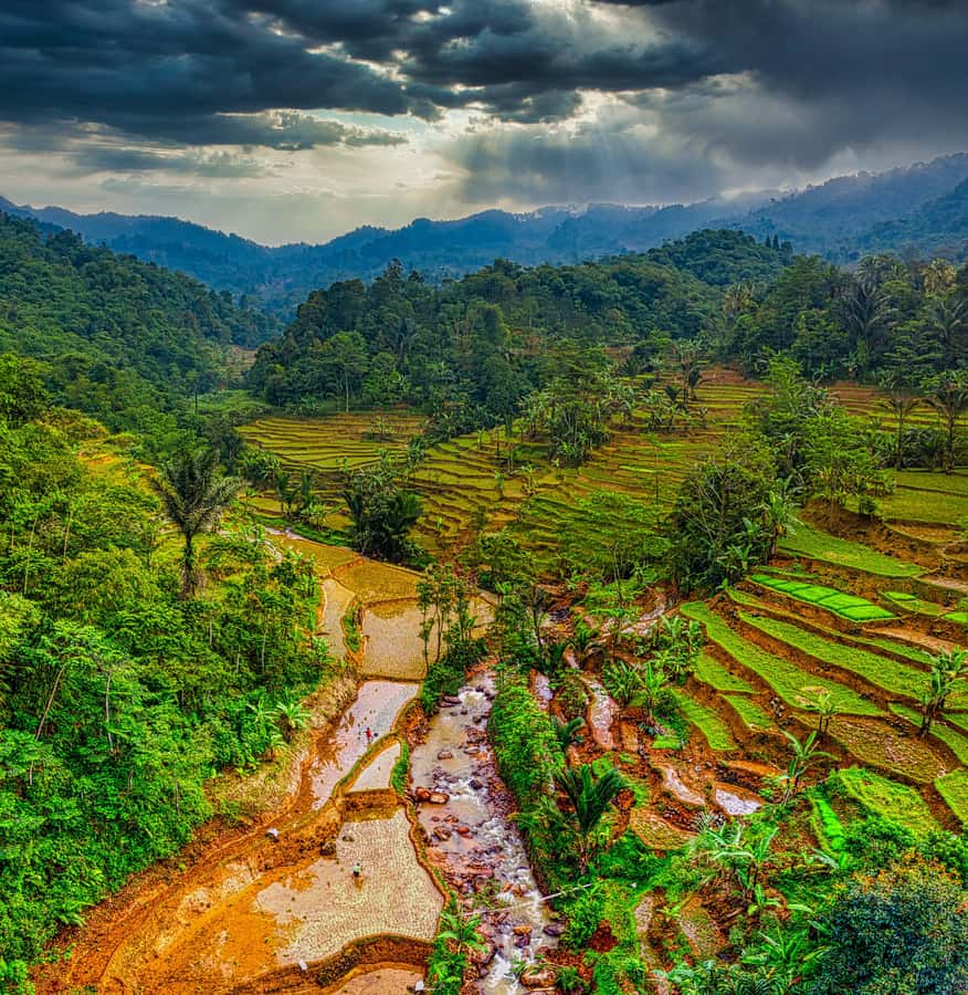 yogyakarta: Selogriyo, Marvel Amidst Java's Lush Terraces - Walking the Rice Terraces: Paddy, Beans, and Corn in Real Time