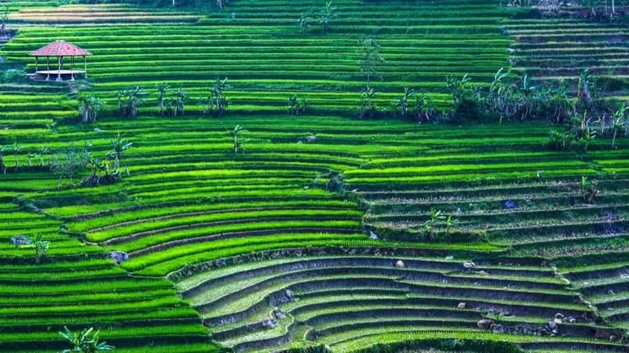 Yogyakarta: Selogriyo Temple and Rice Terrace Soft Trekking - Key highlights at a glance