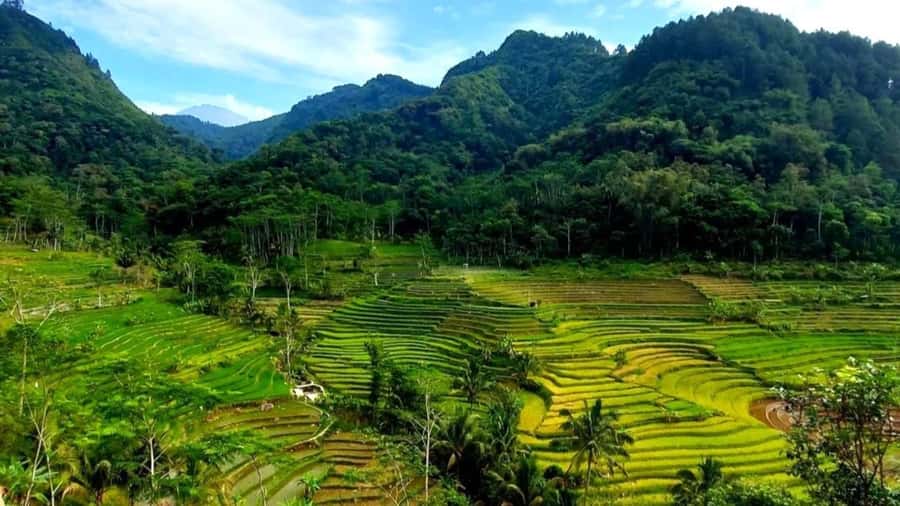 Yogyakarta: Selogriyo Temple and Rice Terrace Soft Trekking - The soft trek: what the rice-terrace walk feels like