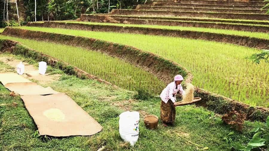 Yogyakarta: Selogriyo Temple and Rice Terrace Soft Trekking - Coffee stop and farmer views: the day’s best slow moments