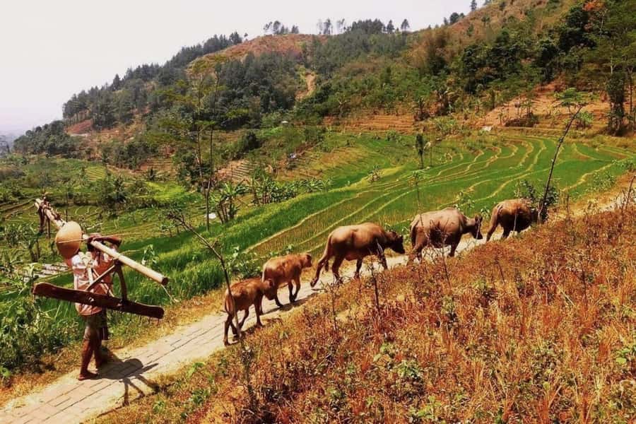 Yogyakarta: Selogriyo Temple and Rice Terrace Soft Trekking - Price and value: what $40 covers (and what it doesn’t)