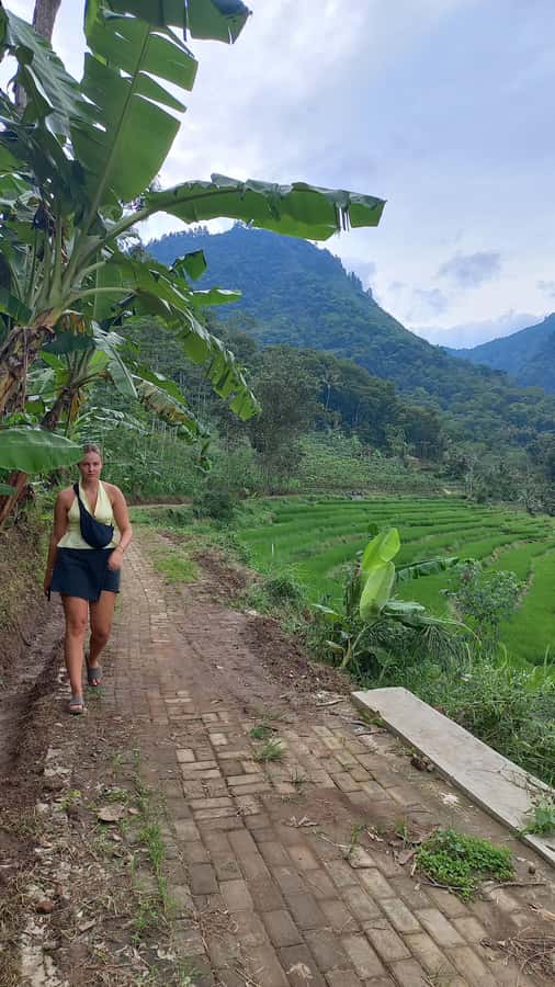 Yogyakarta :selogriyo temple, rice field trek& nepalvan java - From Yogyakarta to Nepalvan Java: the ride that sets the mood