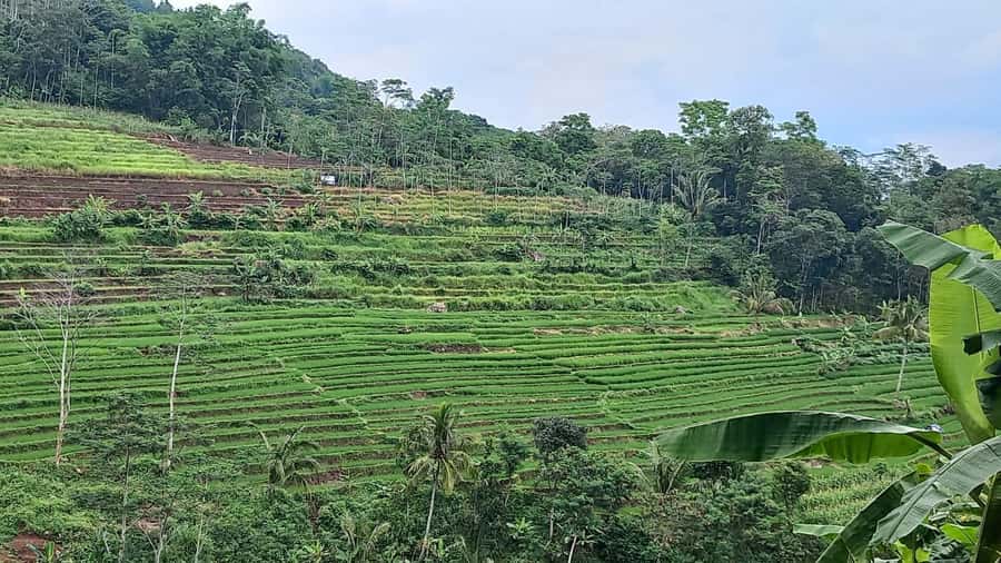 Yogyakarta :selogriyo temple, rice field trek& nepalvan java - Rice-field trek to Selogriyo: walking through green work, not just views