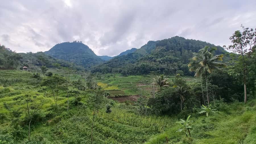 Yogyakarta :selogriyo temple, rice field trek& nepalvan java - Small-group value: 10 hours, up to 4 people, English support