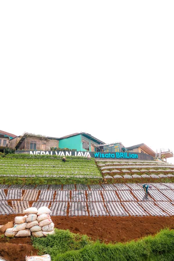 Yogyakarta :selogriyo temple, rice field trek& nepalvan java - Price and what’s included: why $52 can be fair here