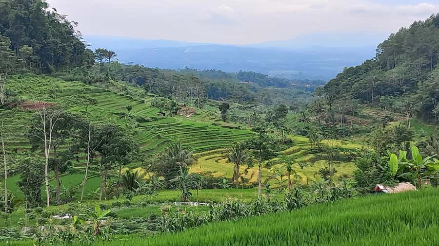 Yogyakarta :selogriyo temple, rice field trek& nepalvan java - What to bring: shoes for rice paths and a light layer