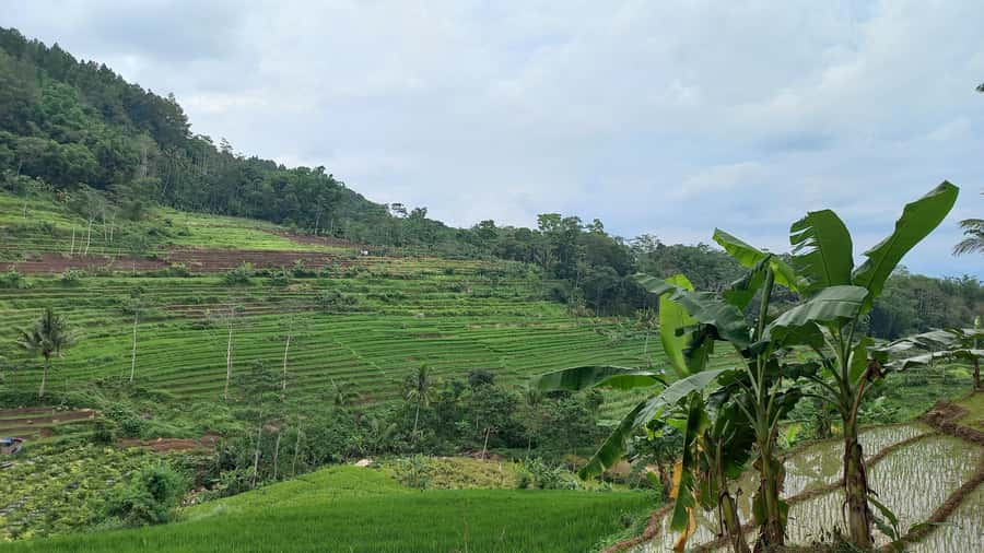 Yogyakarta :selogriyo temple, rice field trek& nepalvan java - Who this tour fits best (and who might want a different plan)