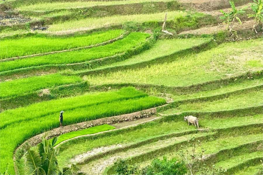 Yogyakarta: Selogriyo Temple, Rice Terraces & Waterfall Tour - Entering Selogriyo Temple: a serene hilltop with real local atmosphere