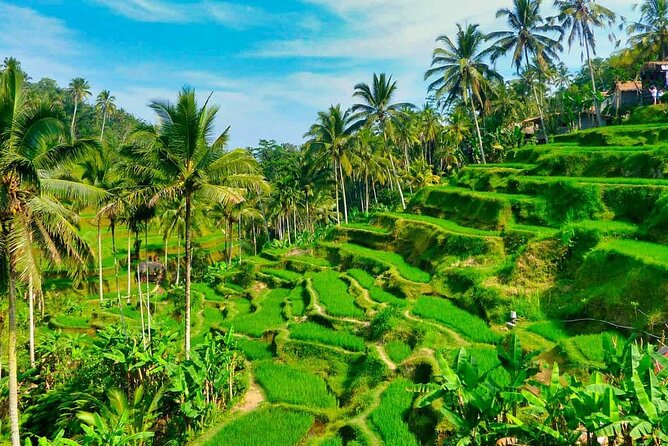 ️Bali All Inclusive Tour: Ubud - Tegalalang - Kintamani - Tegalalang rice terraces: iconic, but still worth it